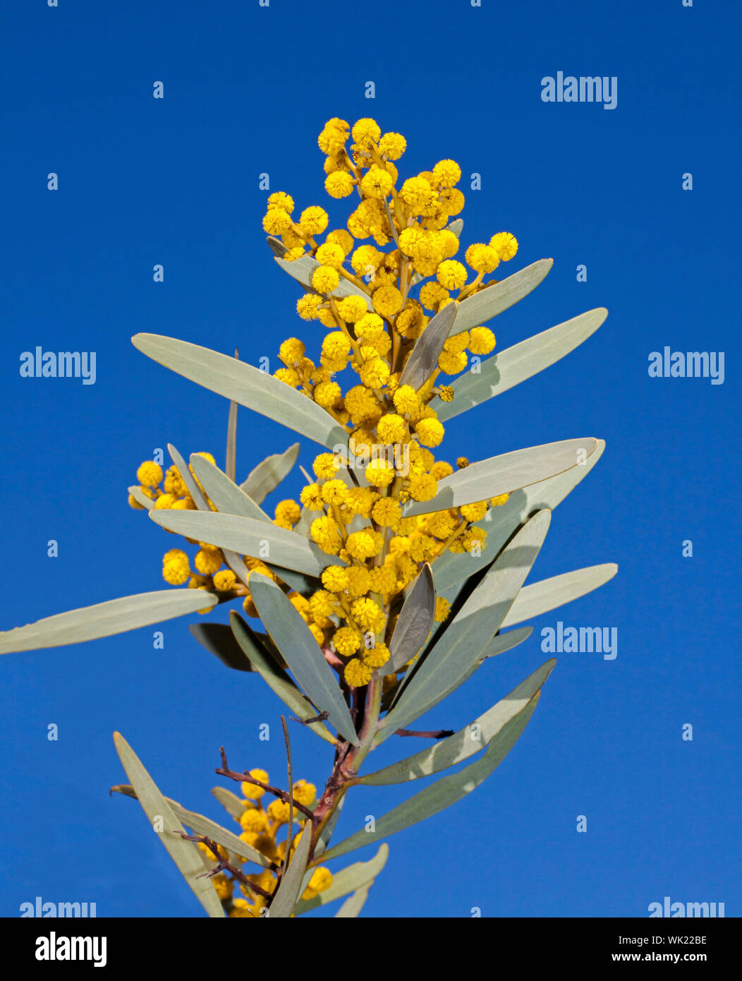 Cluster di forma globulare golden fiori di colore giallo e grigio verde delle foglie di Acacia toondulya / bargiglio, fiori selvatici Australiano contro lo sfondo del cielo blu Foto Stock