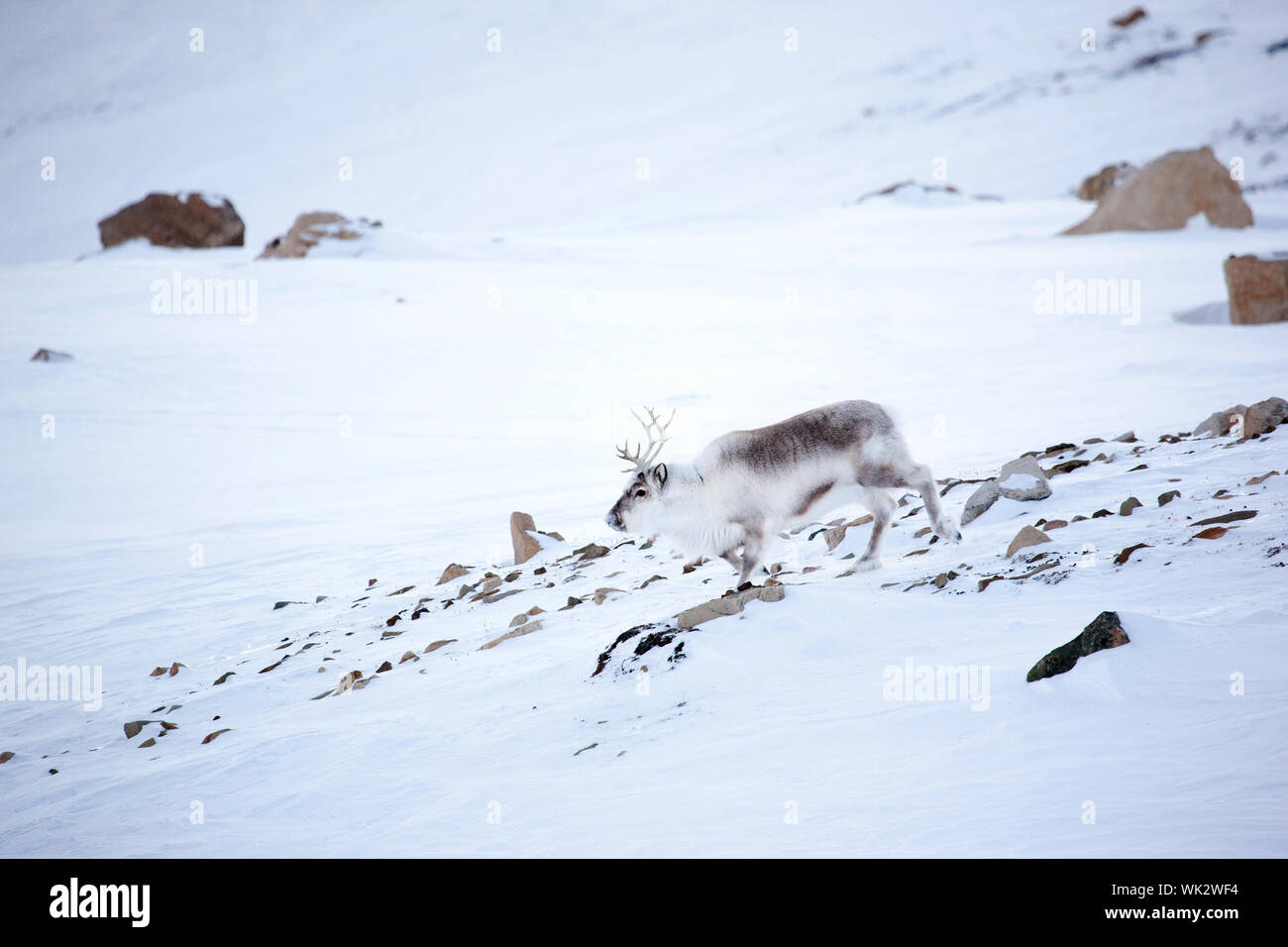 Renna mammifero animale immagini e fotografie stock ad alta risoluzione - Alamy