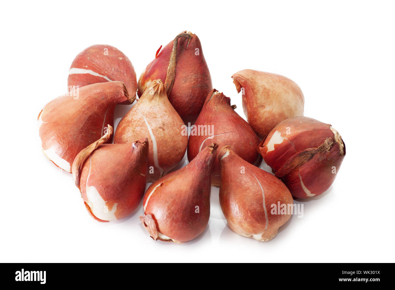 Un gruppo di bulbi di tulipani isolato su bianco Foto Stock