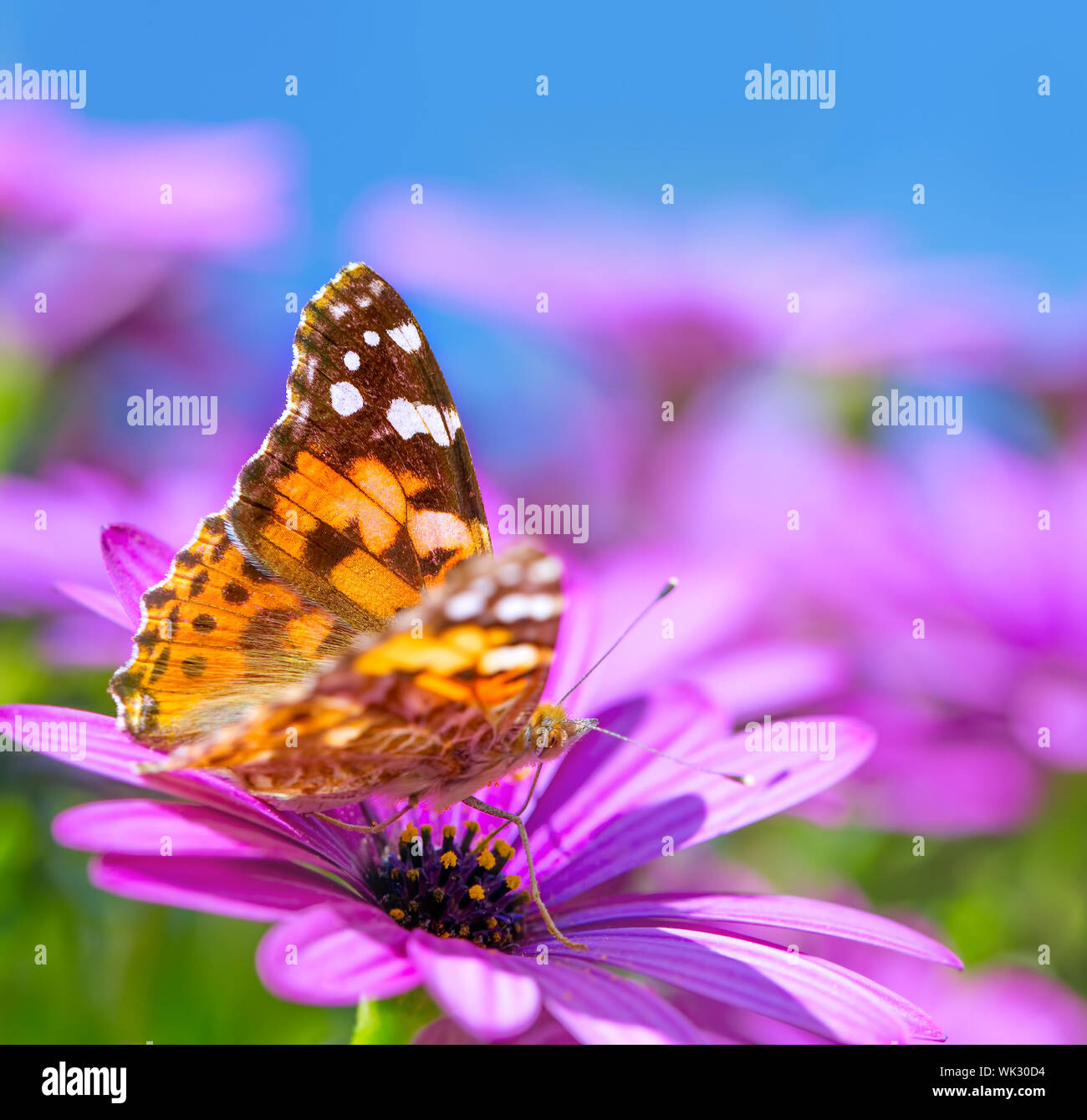 Clopseup foto della stupenda farfalla con bellissime ali colorate seduto  sul fiore viola, la bellezza della natura, Estate stagione Foto stock -  Alamy