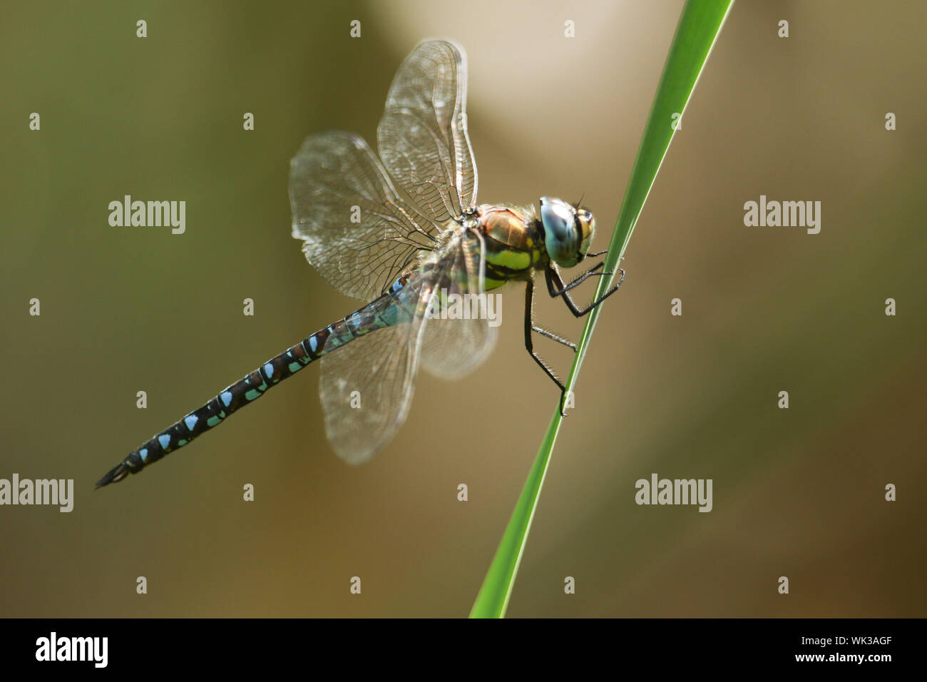 Un migrante maschio Hawker Dragonfly, Aeshna mixta, appollaiate su una canna sul bordo di un lago. Foto Stock