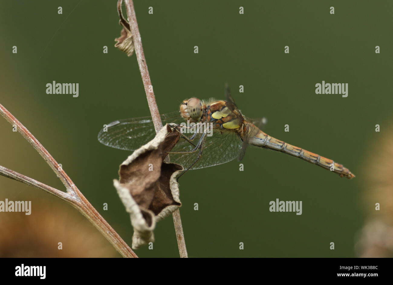 Un comune di caccia Darter Dragonfly, Sympetrum striolatum, arroccato su di un impianto. Foto Stock