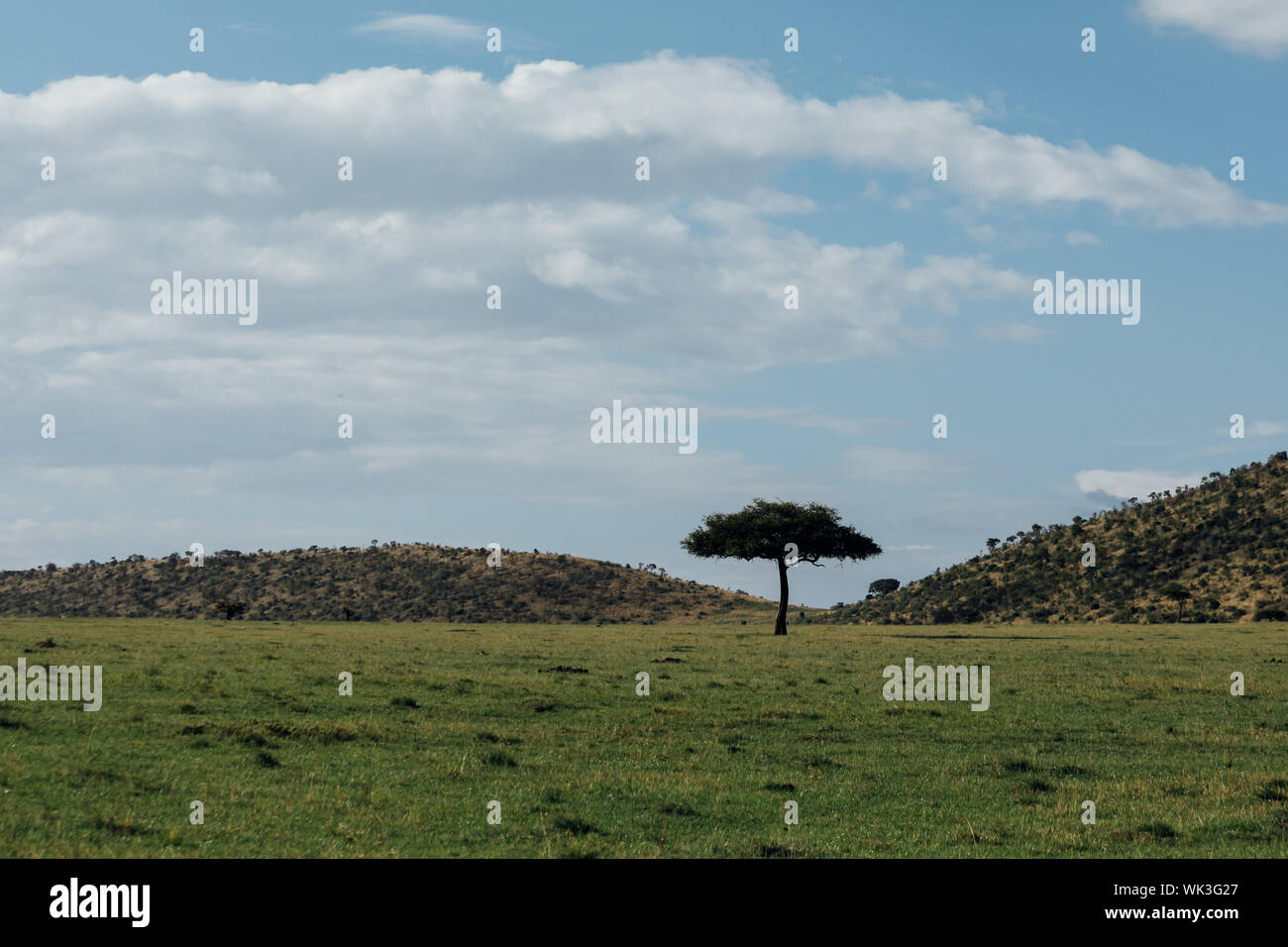 Solem albero in Africa e colline Foto Stock