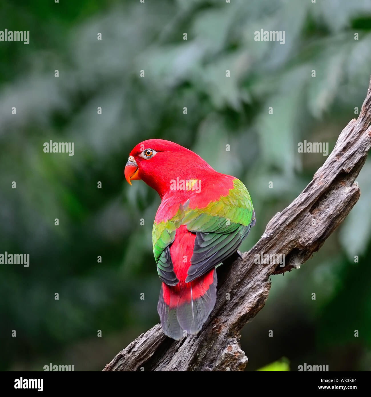 Le bellissime Red Parrot, vibrazioni Lory (Lorius garrulus), in piedi sul log, profilo posteriore Foto Stock