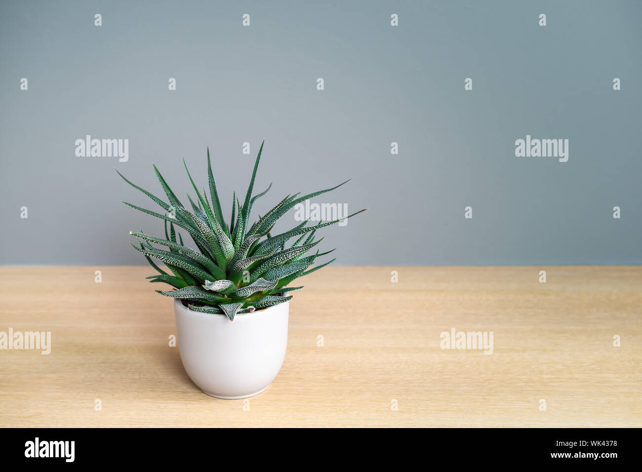 Piante succulente in pentola. Aristata Aristaloe, Pizzo Aloe. Foto Stock