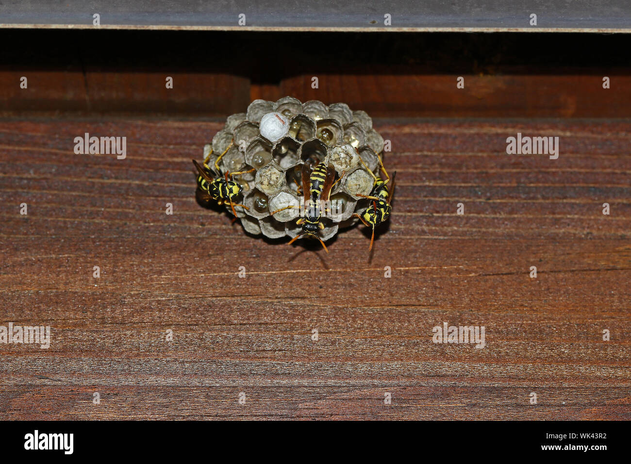 Tree vespe o carta vespe sul loro nido e basandosi su una parete latino Polistes dominulus o simili gallicus dolichovespula sylvestris Foto Stock