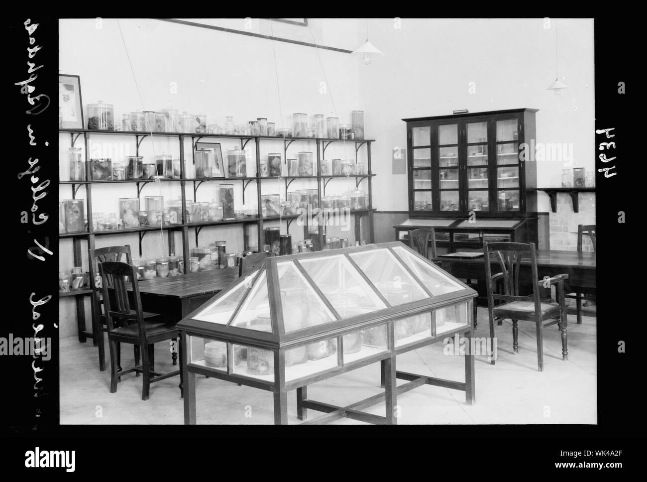 L'Iraq. (Mesopotamia). Royal College of Medicine dell'Iraq. Baghdad. Medical College. Il Museo Patologico Foto Stock