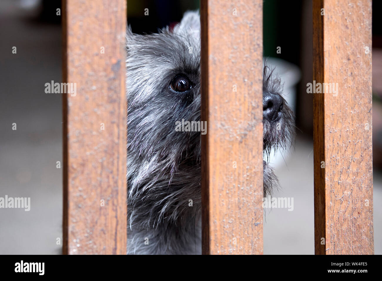 Cairn Terrier, CairnTerrier, Hund, Tierheim, Tierschutz, Tierliebe, gefangen, Gefangenschaft, eingesperrt, Gefängnis, Gefaengnis, Gitter, Zaun, Tierve Foto Stock