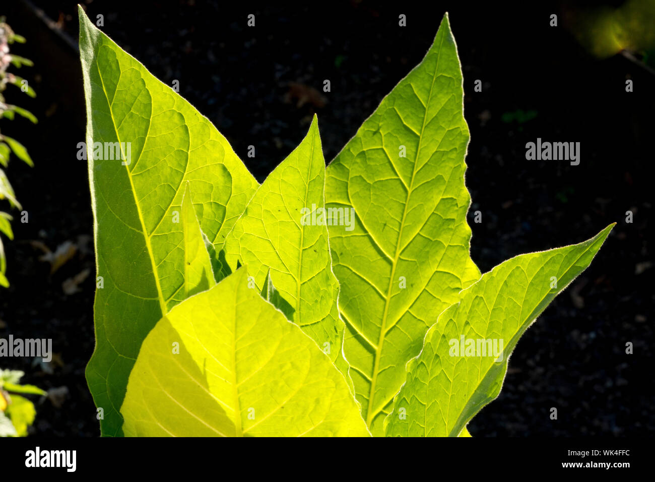 Virginischer Tabak, Nicotiana tabacum, VirginischerTabak, Nicotiana tabacum, Pflanze, Blatt, Blätter, Blaetter Foto Stock