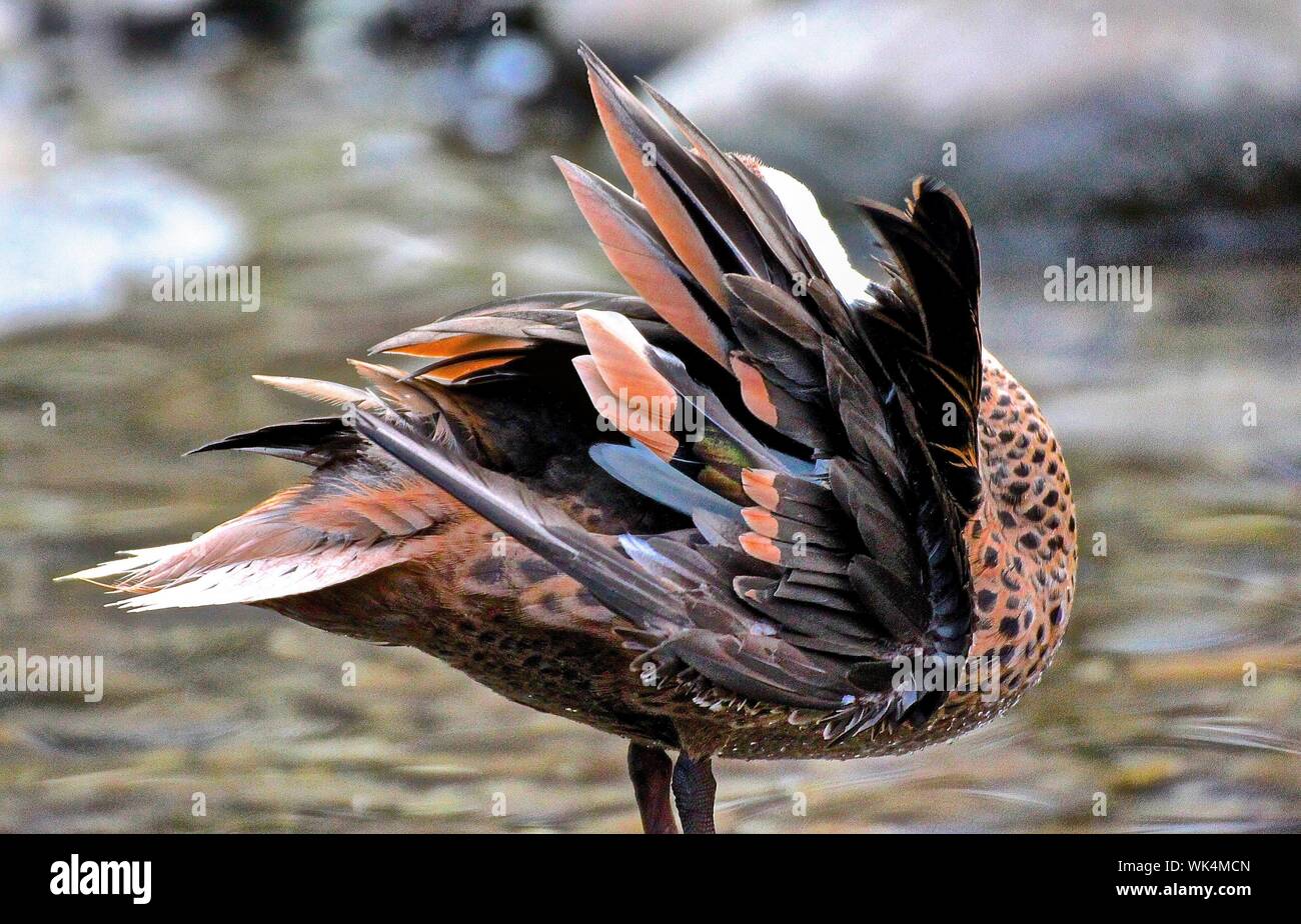 Acqua Preening uccello sul lungolago Foto Stock