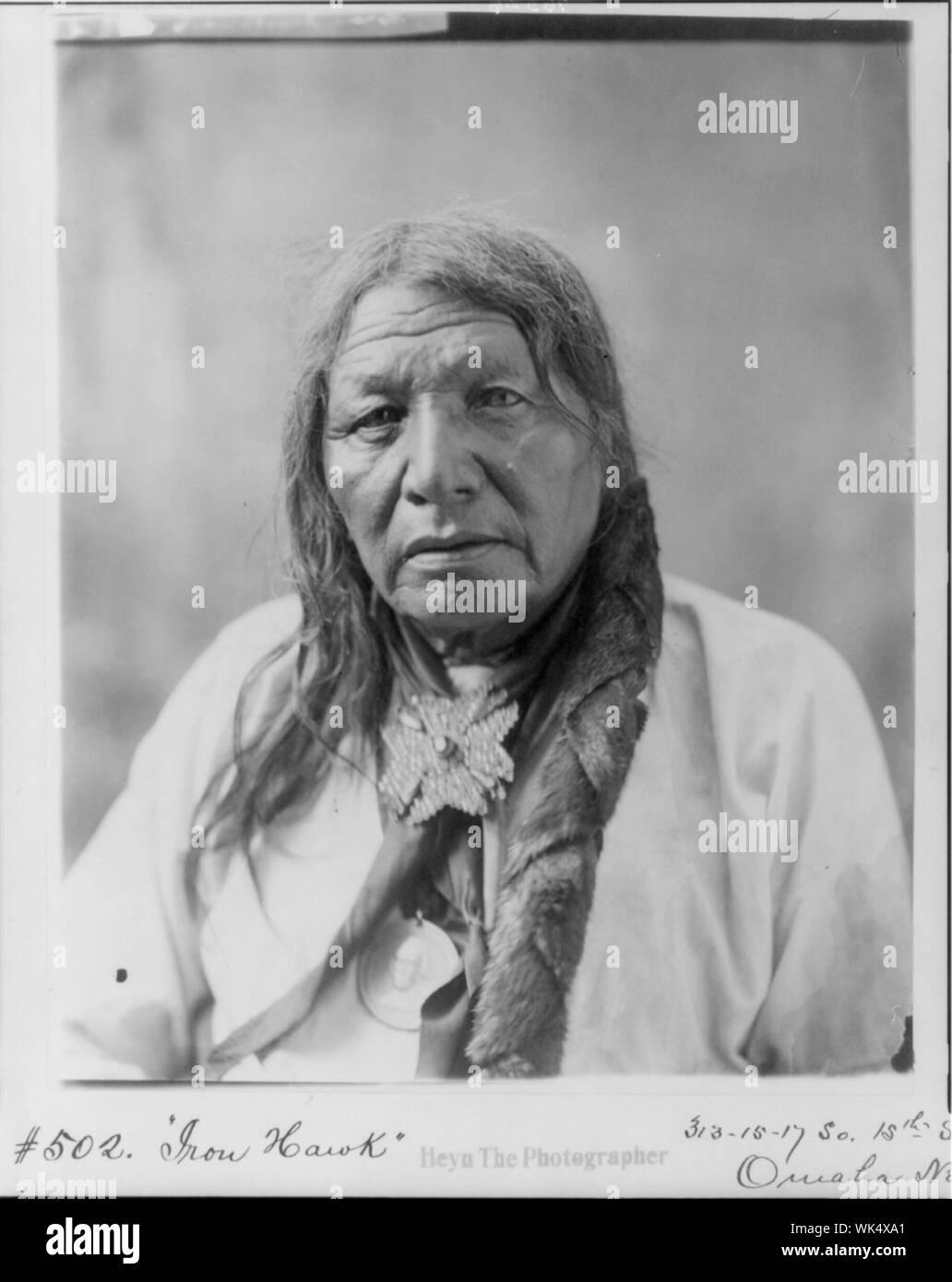 Ferro da stiro Hawk, testa e spalle ritratto, rivolto verso sinistra Foto Stock