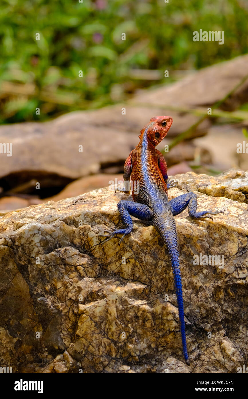 Mwanza a testa piatta Rock Agama Lizard, fiume di Mara, Kenya Foto Stock