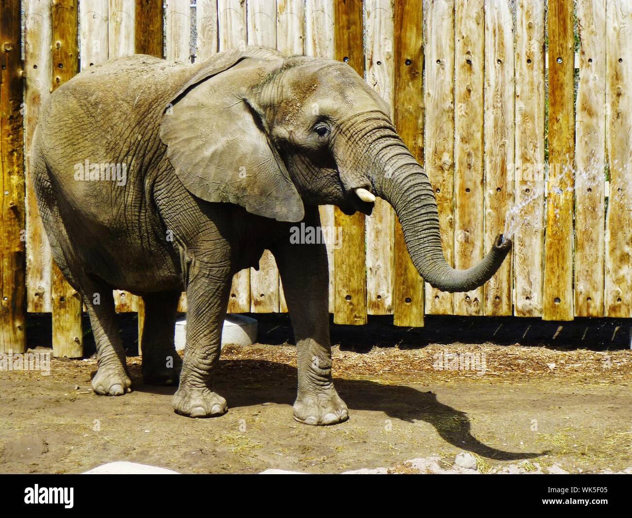 Elephant la spruzzatura di acqua dal tronco contro la parete di legno In Zoo Foto Stock