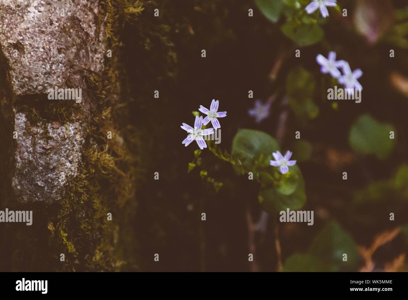 Un piccolo fiore viola vicino a una roccia con uno sfondo naturale sfocato Foto Stock