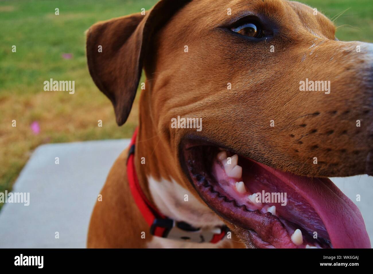 Close-up di cane con la bocca aperta Foto Stock
