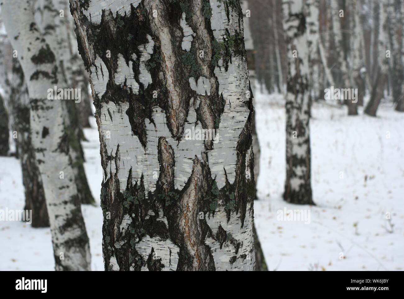 Di betulle in coperta di neve Forest Foto Stock