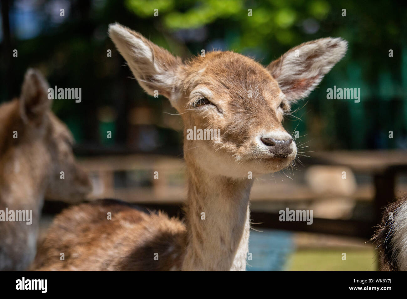 Splendido daino allo zoo, piemonte, Italia Foto Stock