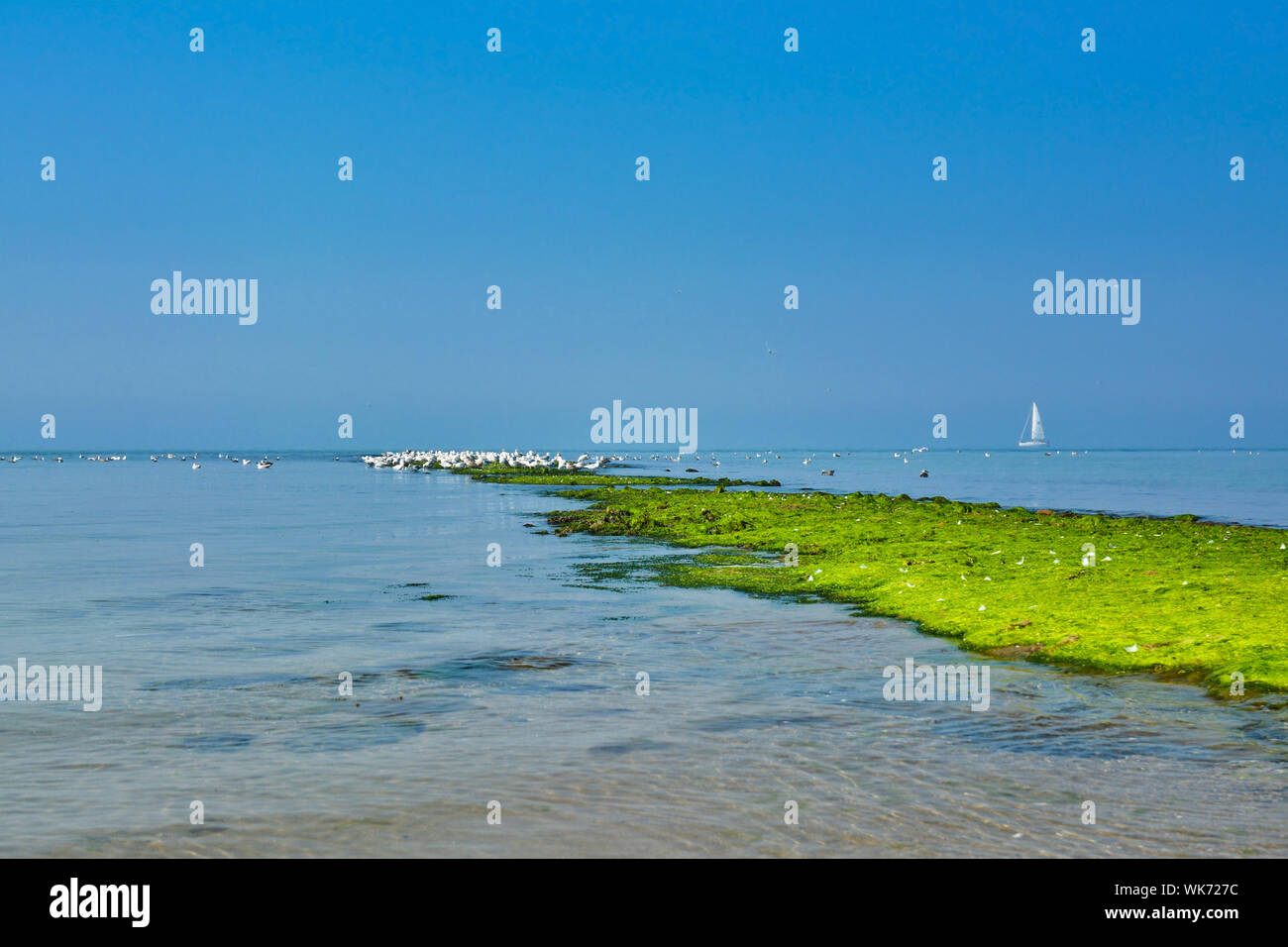 Diga sul mare, coperto in luminoso verde Alghe con il bianco hering gabbiani raccolta Foto Stock