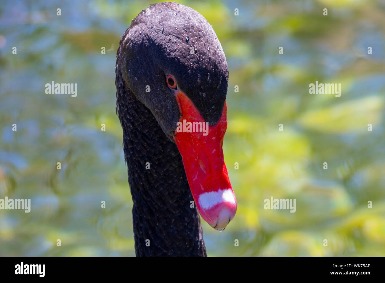 Bella cigno nero solitario sul lago Foto Stock
