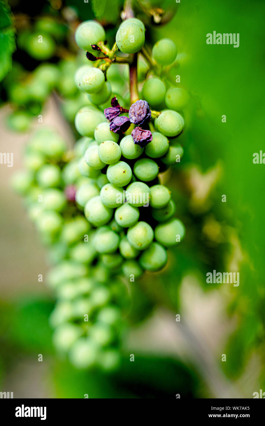 Close-up di ripe vino bianco uva, inquadratura orizzontale Foto Stock