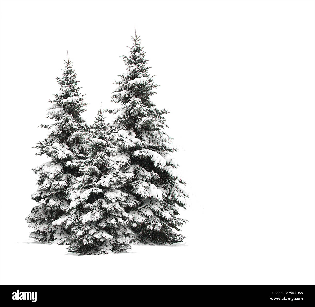 Pini isolati su bianco Foto Stock