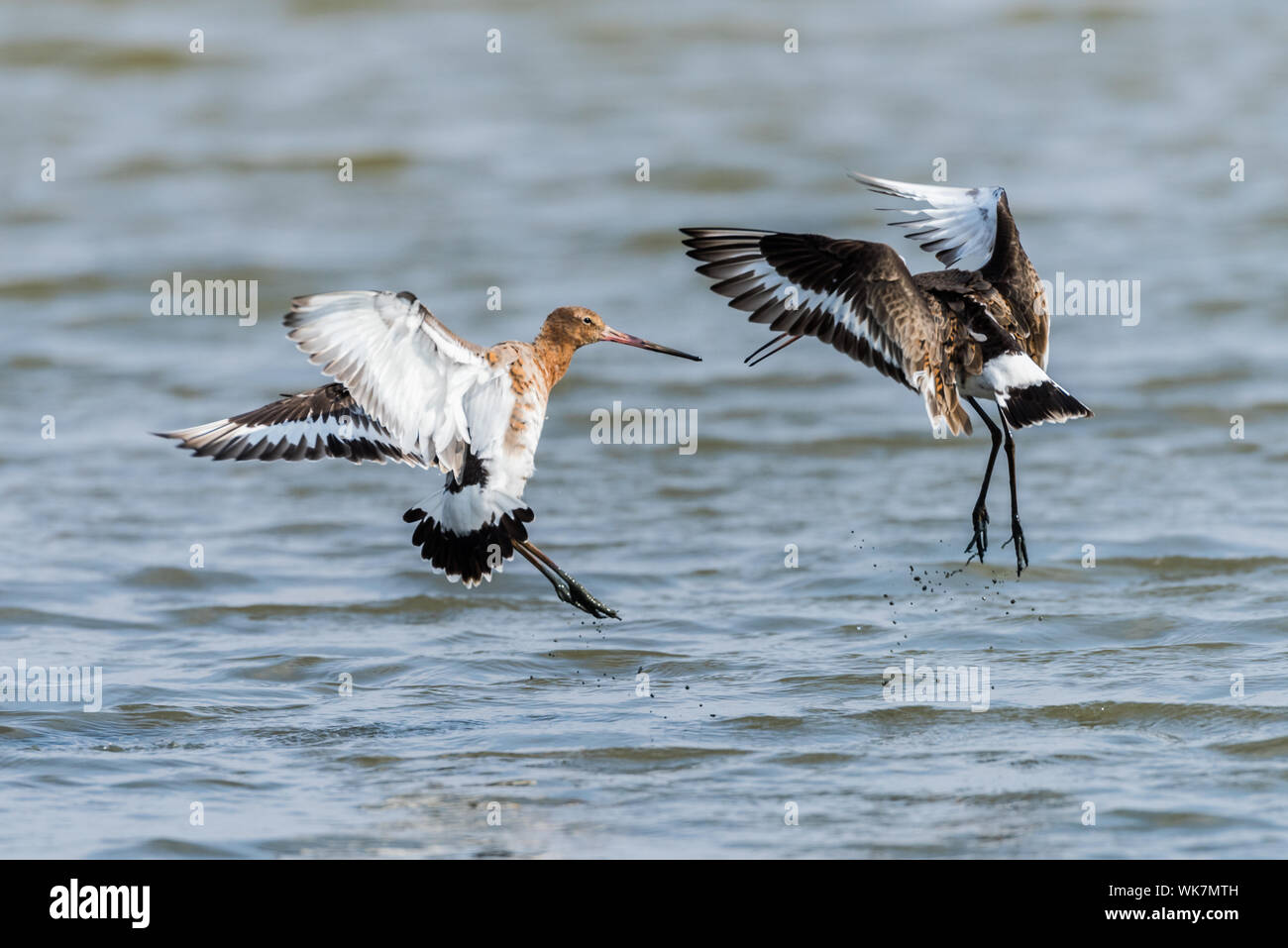 Nero tailed godwits sparring a metà in aria. Foto Stock