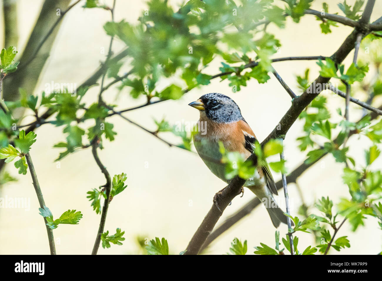Brambling, maschio, allevamento piumaggio. Foto Stock