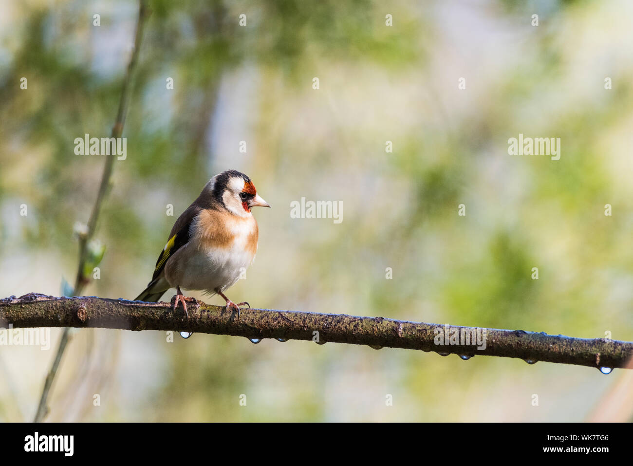 Cardellino sul ramo con le goccioline d'acqua. Foto Stock