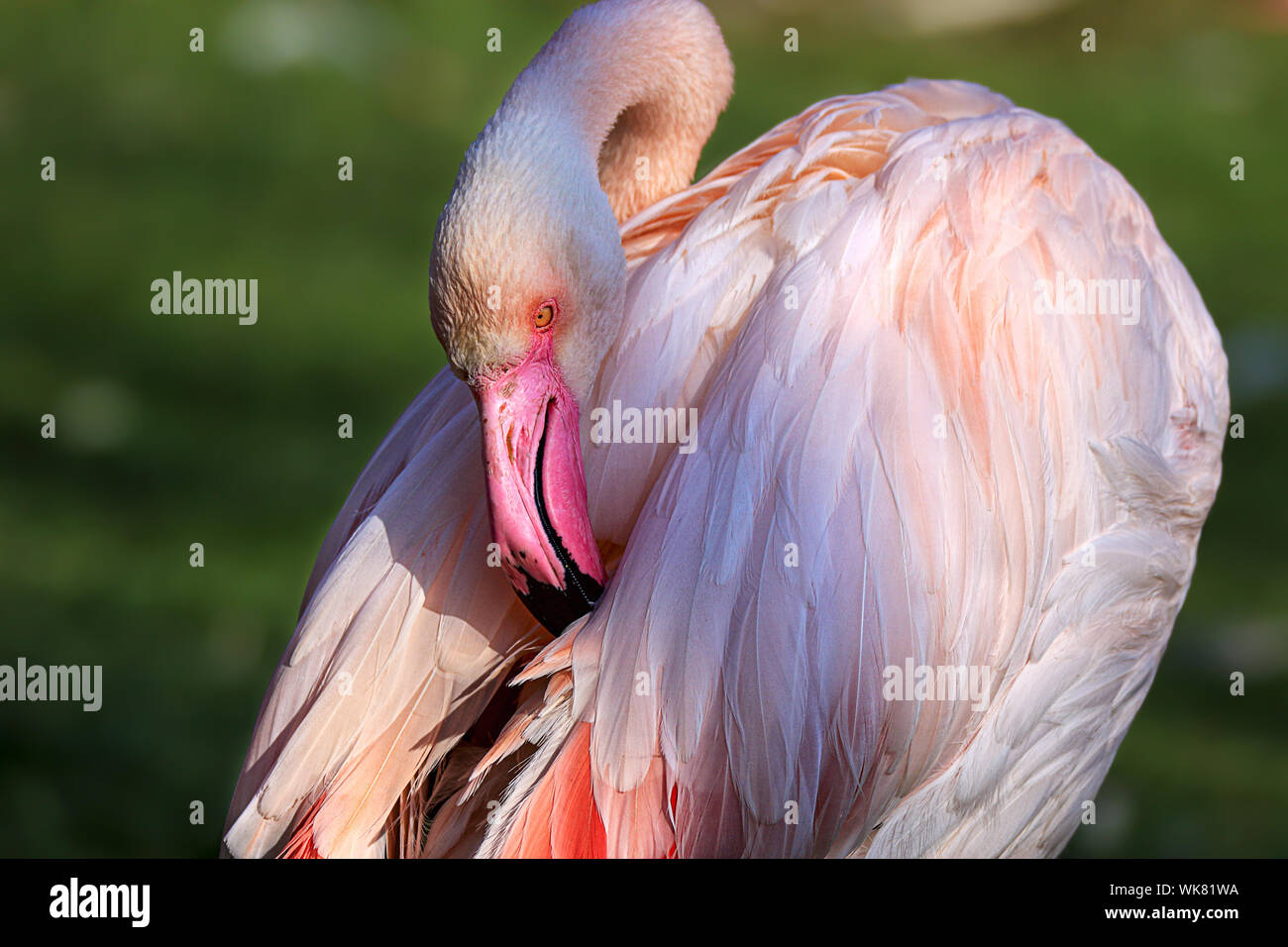 Ritratto di un flamingo governare le sue piume Foto Stock
