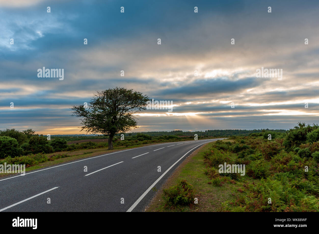 Un albero solitario dal lato della strada in una tarda serata estiva a Deadman Hill, Godshill, New Forest, Hampshire Foto Stock