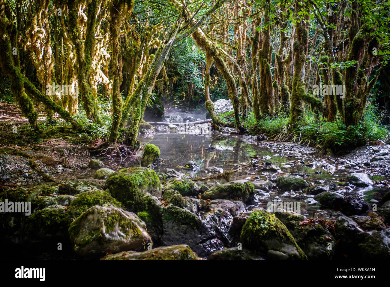 Dipartimento Hautes-Pyrenees (Alti Pirenei, a sud-ovest della Francia): Valle del Gourgue d'Asque. La "piccola Amazon dei Pirenei" è un sito naturale di co Foto Stock
