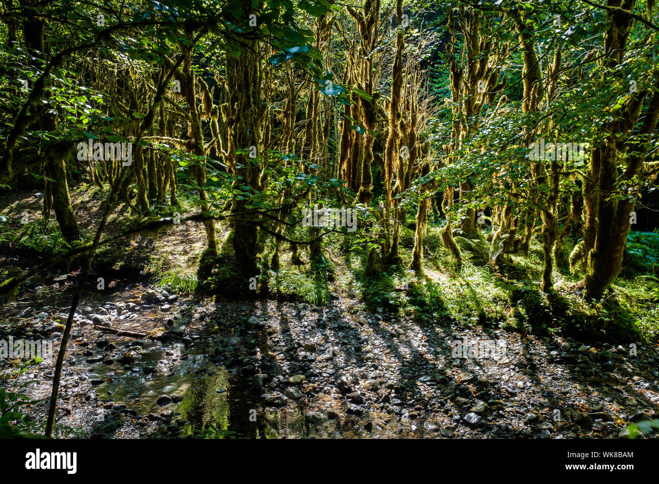 Dipartimento Hautes-Pyrenees (Alti Pirenei, a sud-ovest della Francia): Valle del Gourgue d'Asque. La "piccola Amazon dei Pirenei" è un sito naturale di co Foto Stock