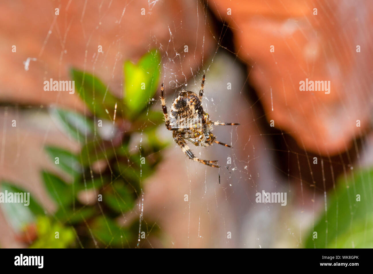 Giardino cross spider nel web Foto Stock