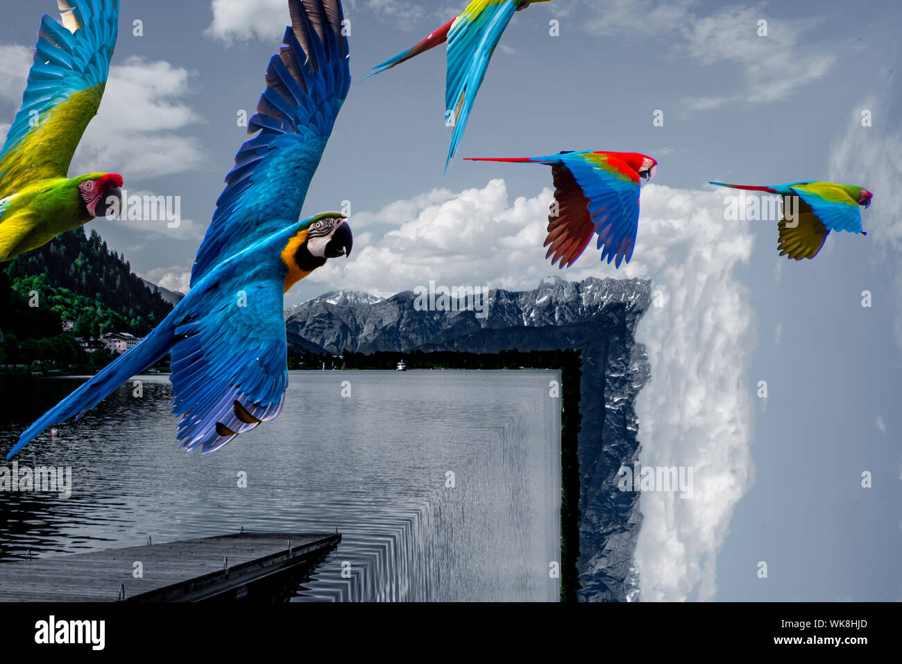 Composito di pappagalli (ARA) volare sopra piazza lago con rampa in barca alla ricerca nella fotocamera in una giornata di sole. Foto Stock