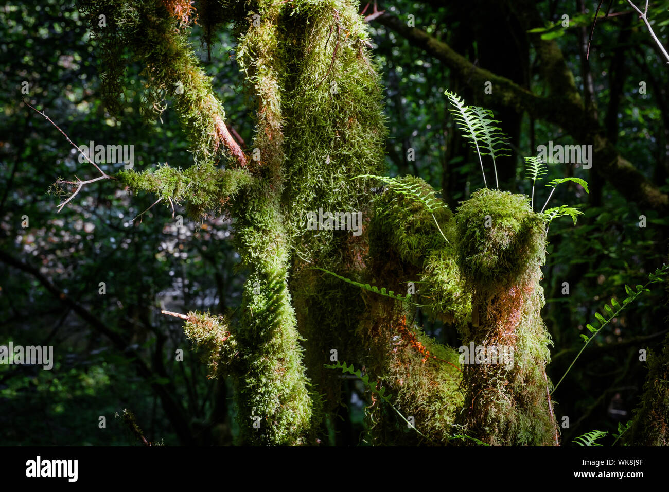 Dipartimento Hautes-Pyrenees (Alti Pirenei, a sud-ovest della Francia): Valle del Gourgue d'Asque. La "piccola Amazon dei Pirenei" è un sito naturale di co Foto Stock