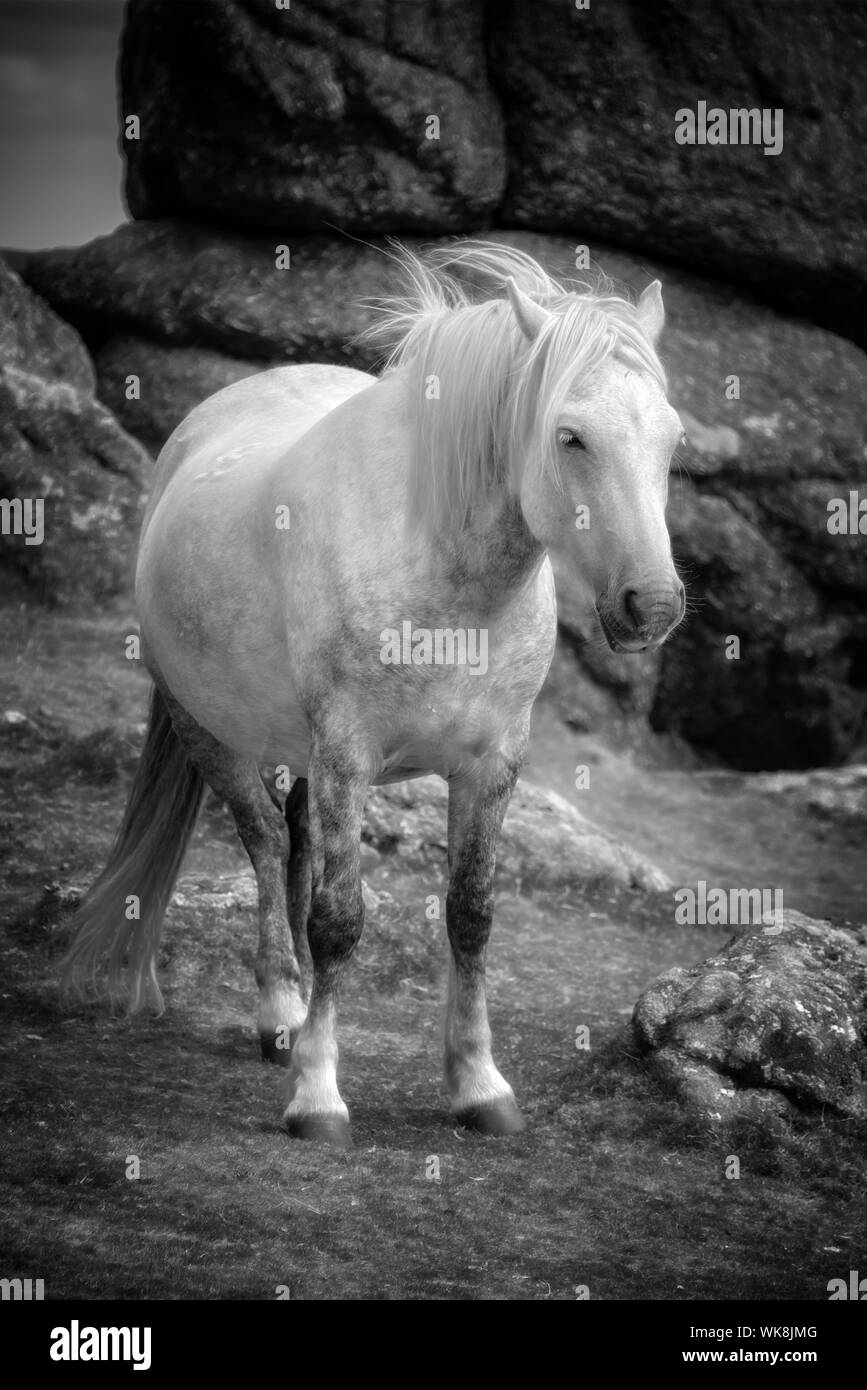 Dartmoor Pony vicino a sella Tor, Dartmoor Devon, Regno Unito Foto Stock