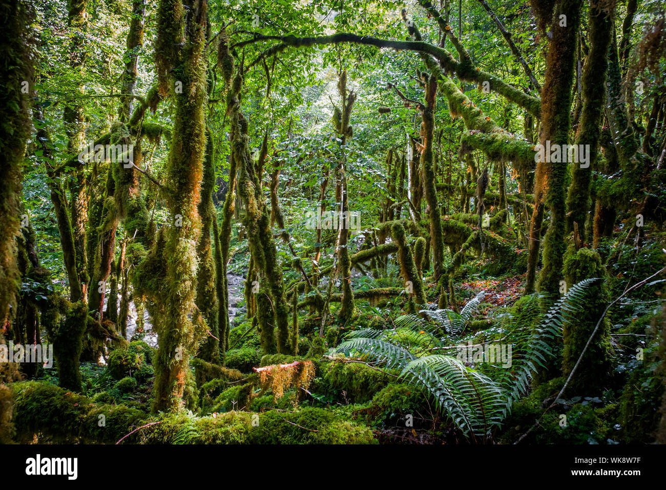 Dipartimento Hautes-Pyrenees (Alti Pirenei, a sud-ovest della Francia): Valle del Gourgue d'Asque. La "piccola Amazon dei Pirenei" è un sito naturale di co Foto Stock