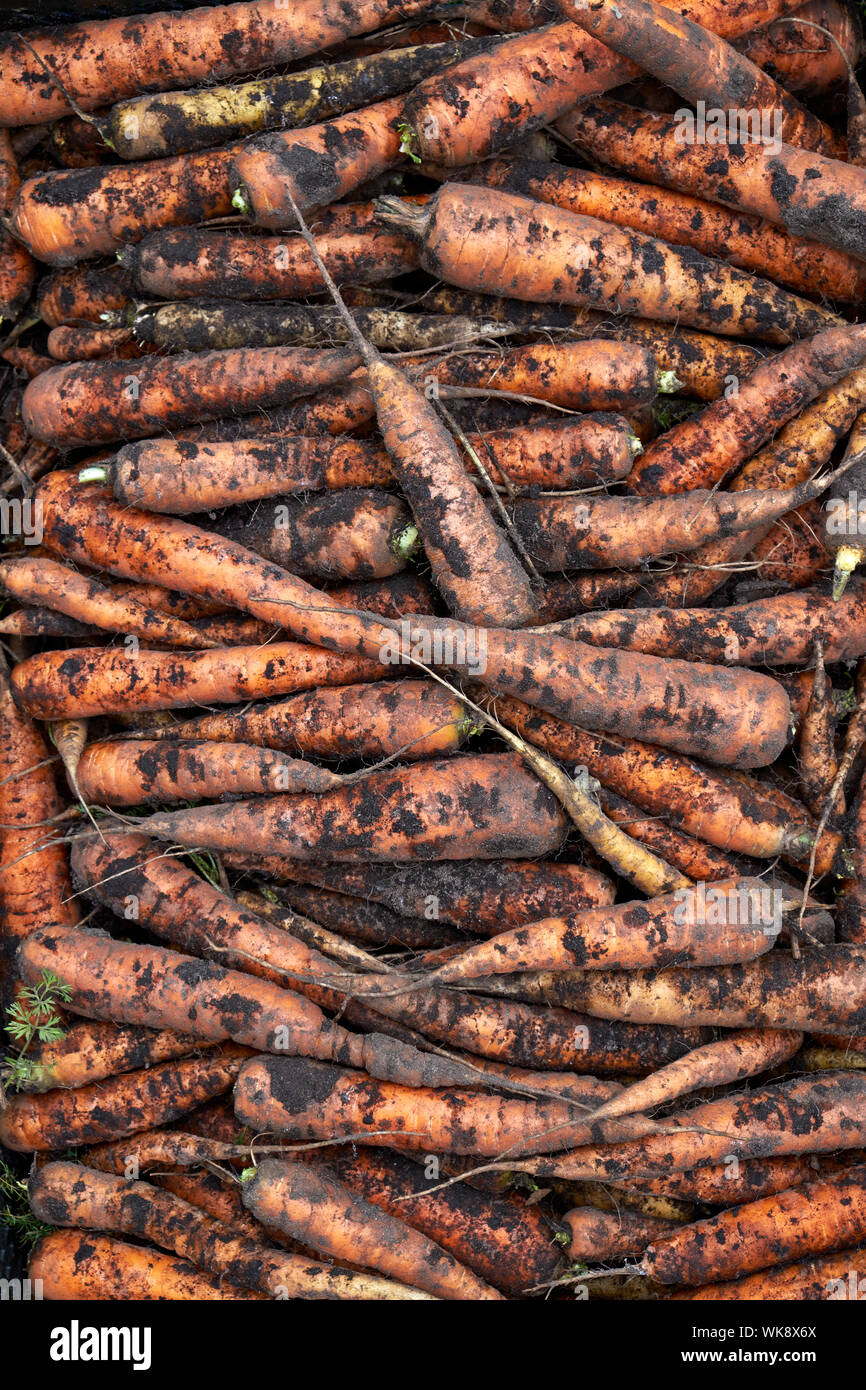 Visualizzazione di unwashed fresco raccolte carote arancione Foto Stock