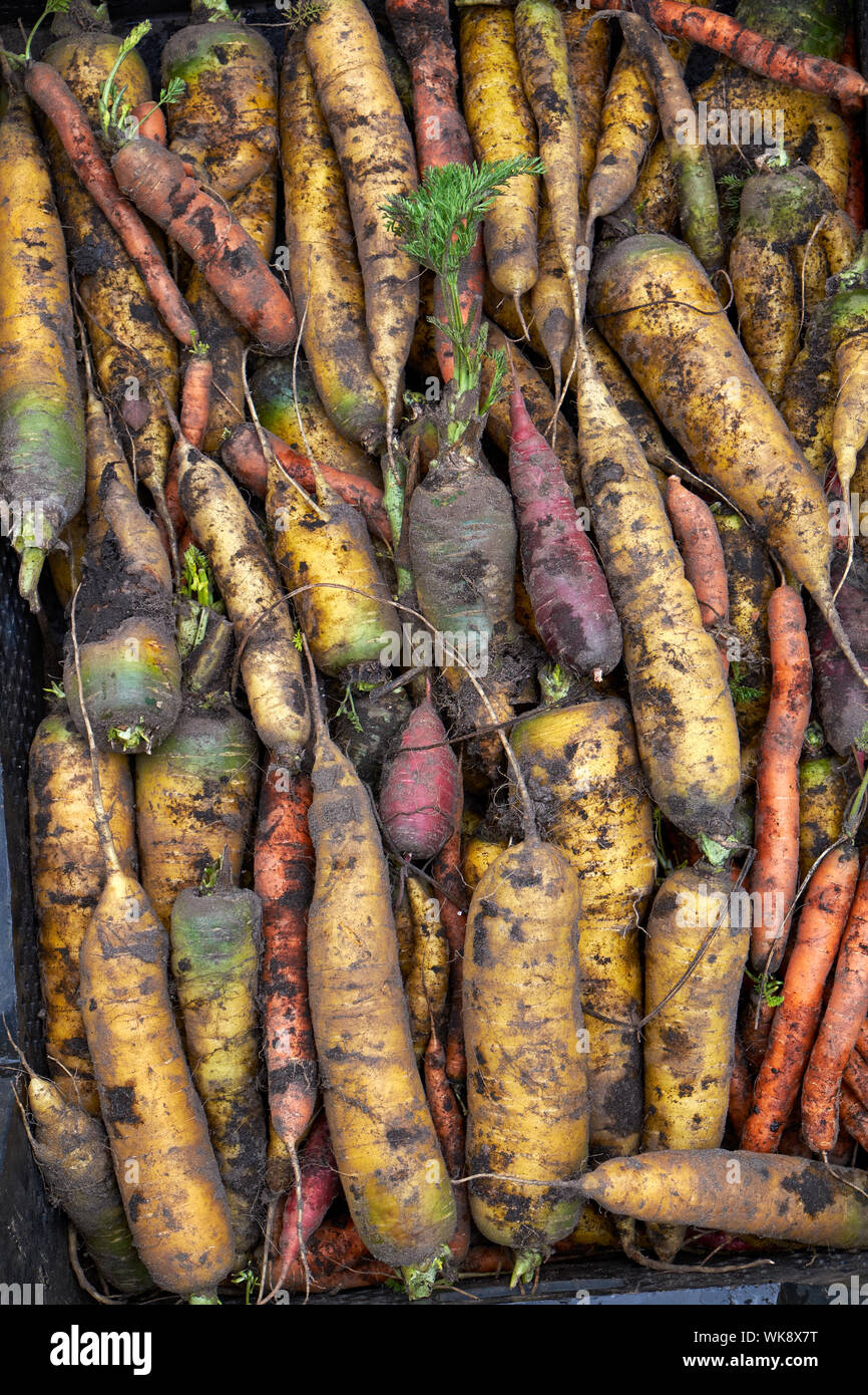 Visualizzazione di unwashed fresco raccolte carote di colore giallo Foto Stock