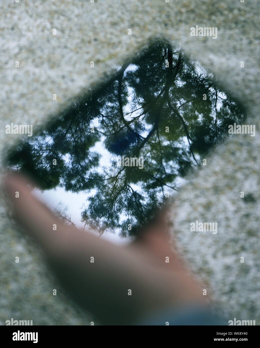 Immagine ritagliata della mano che tiene il vetro con riflessioni ad albero Foto Stock