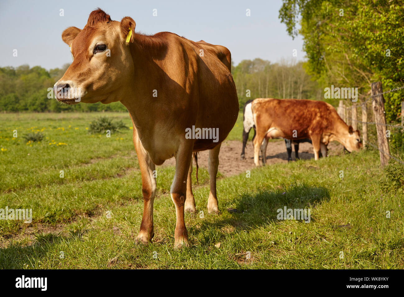 Jersey vacche da latte pascolo ip Foto Stock