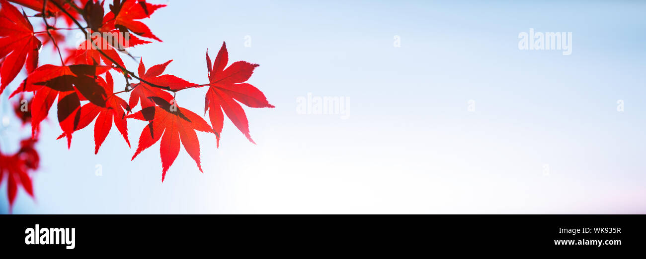 Aceri rossi sfondo panoramico con copia spazio, concetto di autunno Foto Stock
