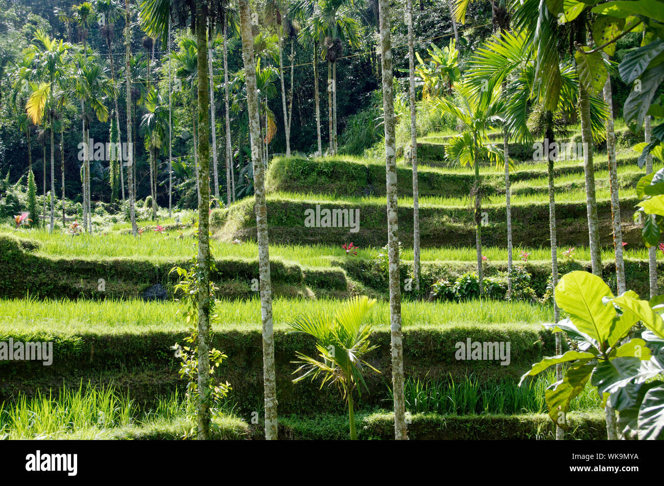 Tegallalang terrazze di riso, Ubud, Bali Foto Stock