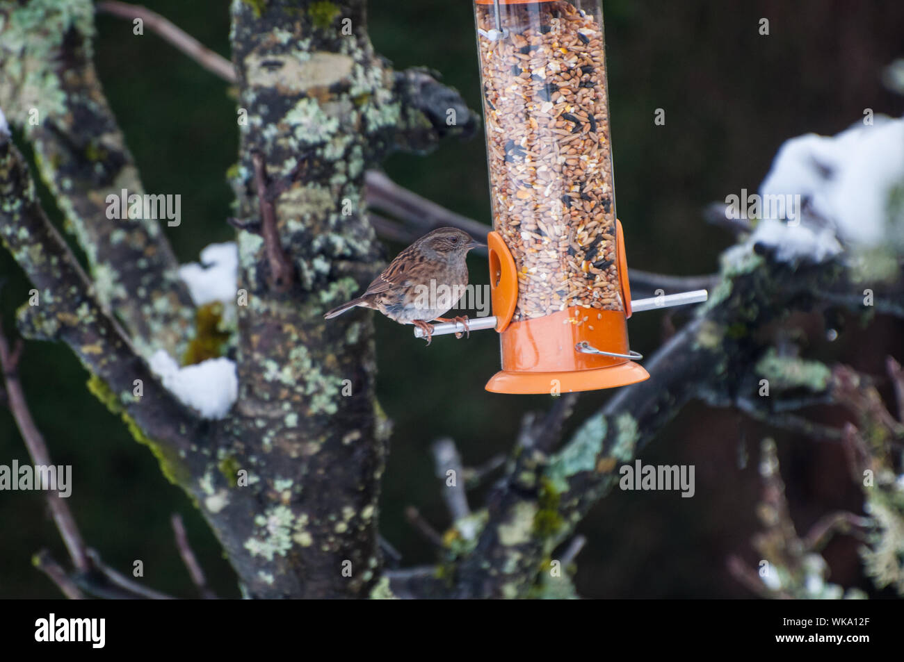 Dunnock (Prunella modularis) su alimentatore in giardino in inverno Milngavie, East Dunbartonshire Scozia Scotland Foto Stock