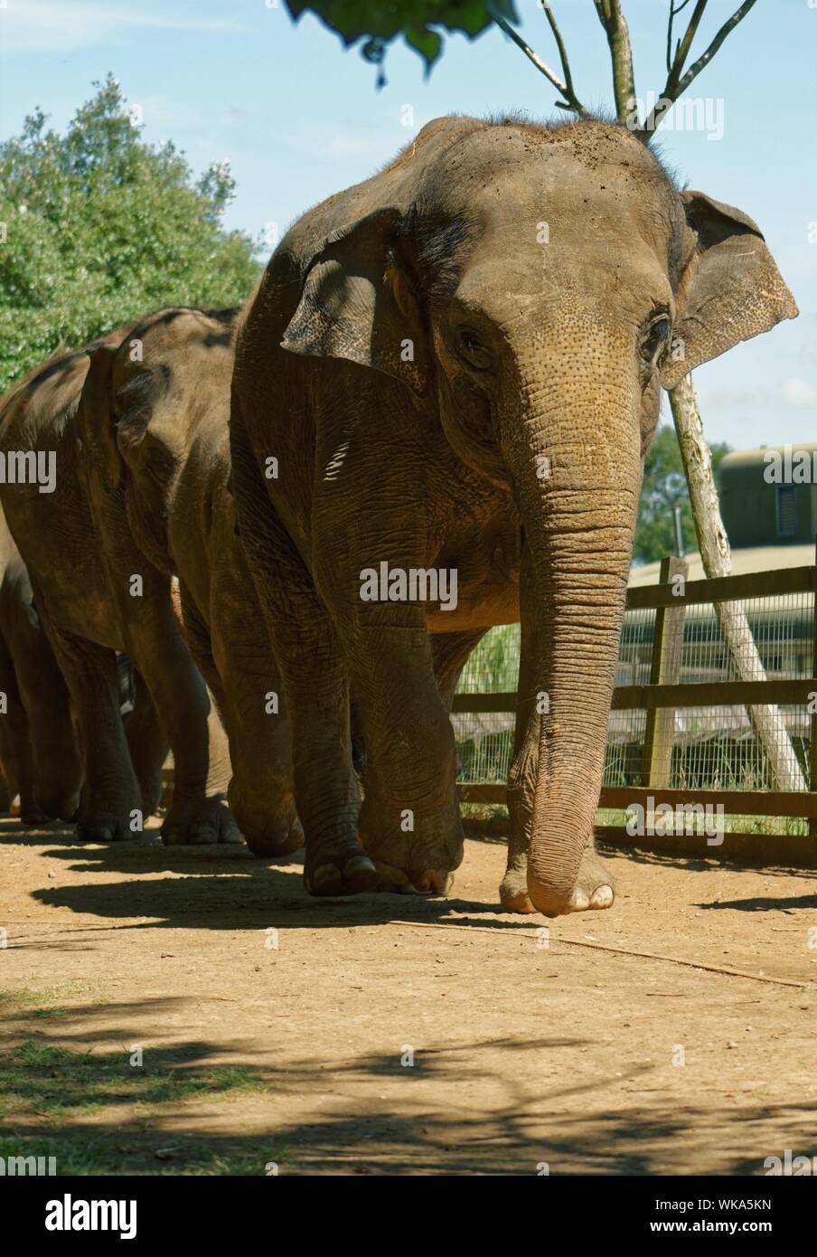 Gli elefanti camminare in fila Foto stock - Alamy