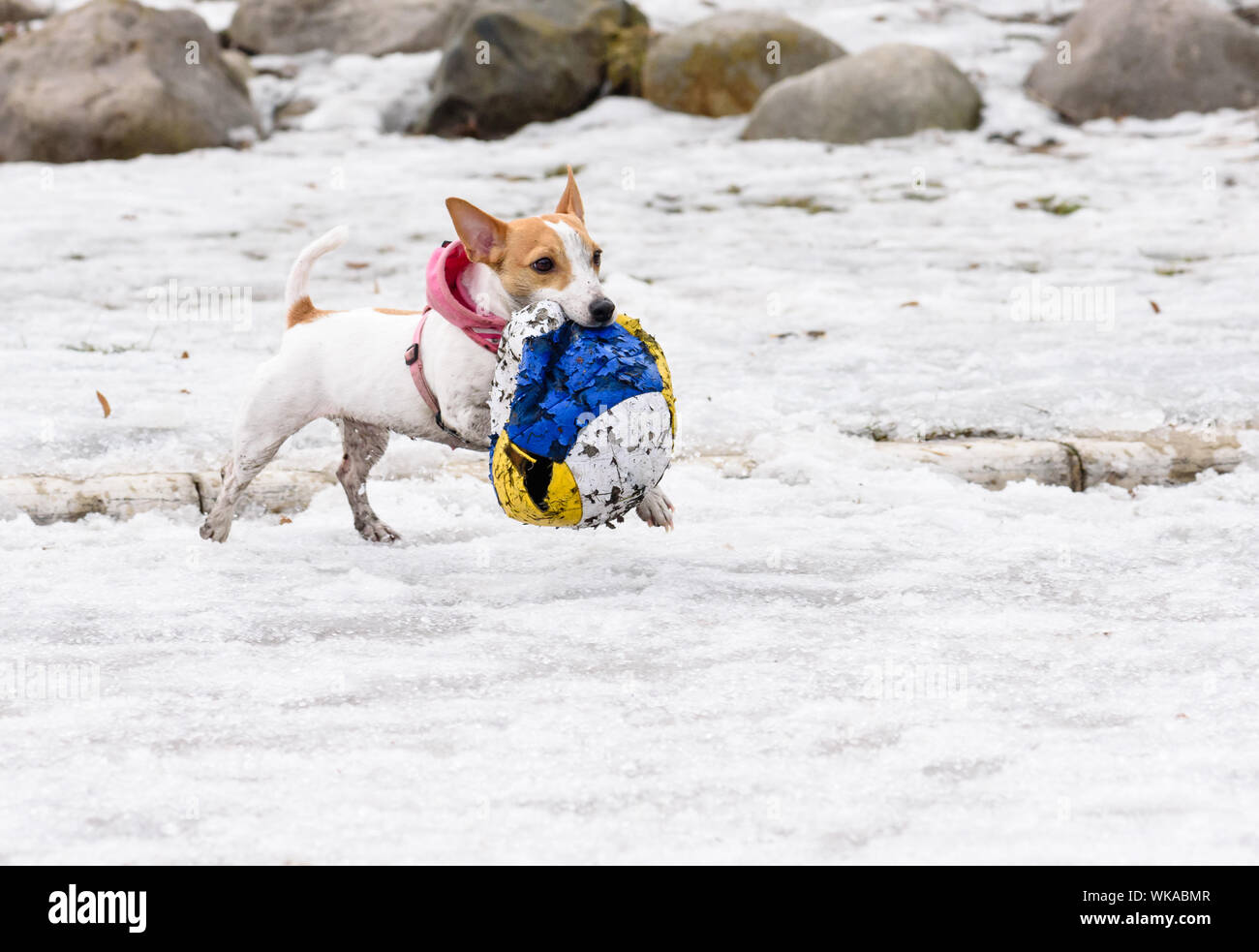 Carino piccolo cane recupero distrutto grande palla Foto Stock