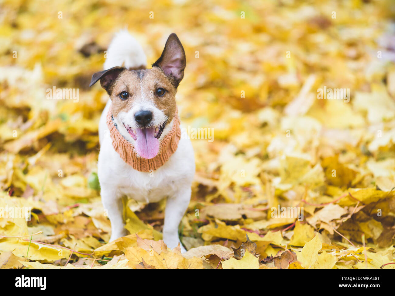 Felice e grato cane sulla caduta (autunno) foglie di giallo sullo sfondo Foto Stock
