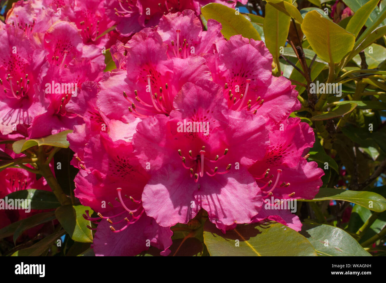 Giardini di rododendri Milngavie East Dunbartonshire Scozia Scotland Foto Stock