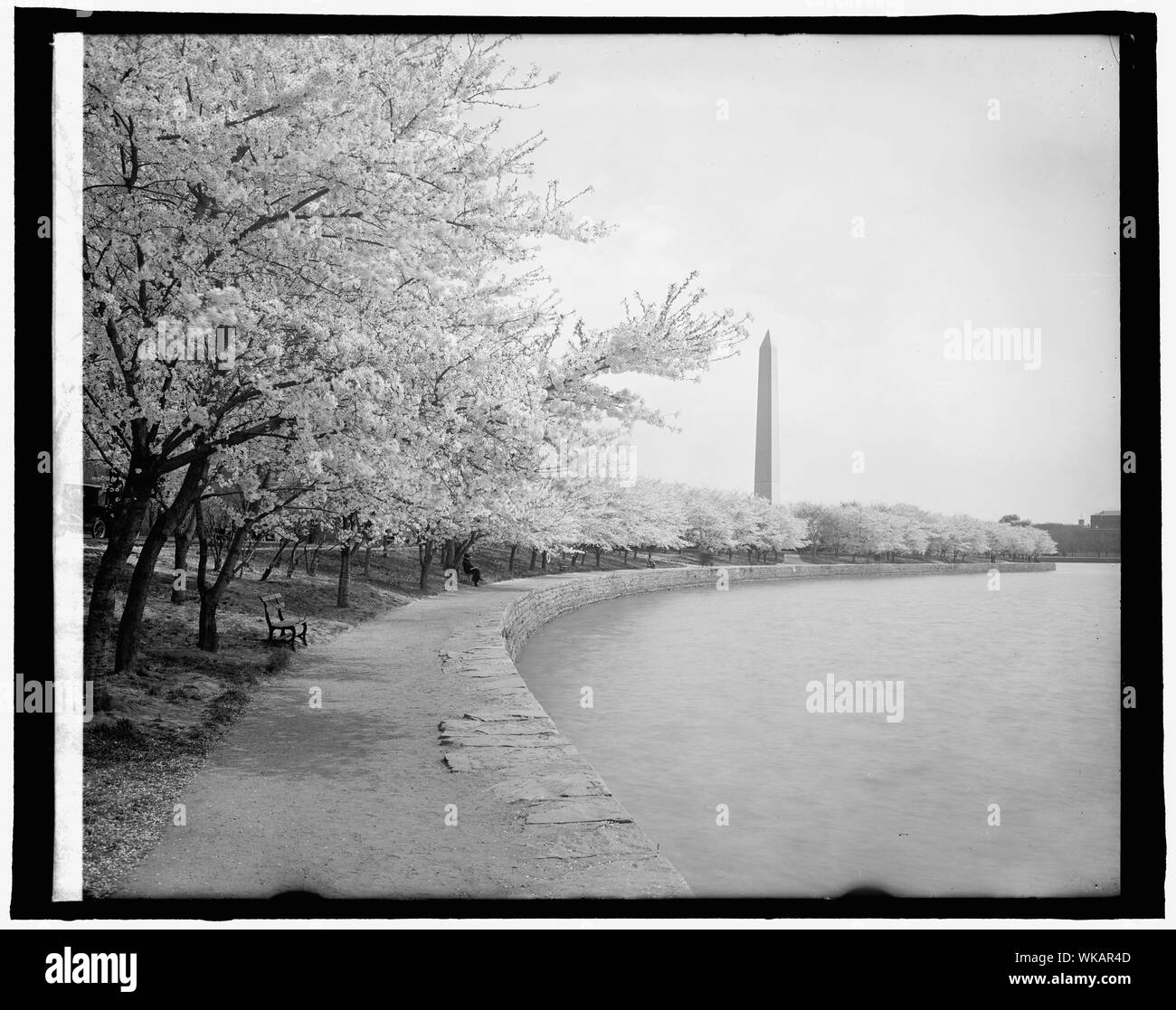 Ciliegi giapponesi, Washington, D.C. Foto Stock