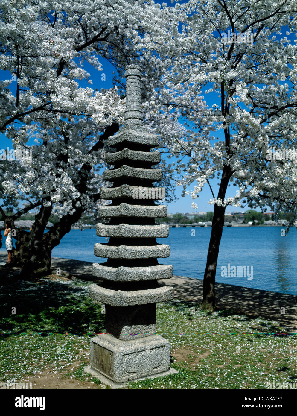 Lanterna giapponese sul Fiume Potomac Tidal Basin durante la primavera la fioritura dei ciliegi stagione, Washington, D.C. Foto Stock